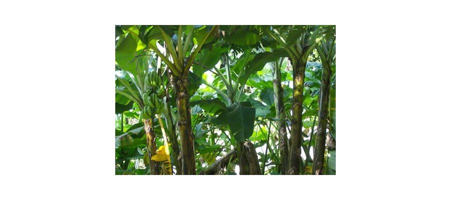 Image:L'épandage aérien de produits toxiques de nouveau autorisé en Guadeloupe