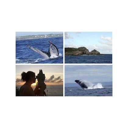 Conférence scientifique : Les baleines à bosse depuis la Pointe-des-Châteaux