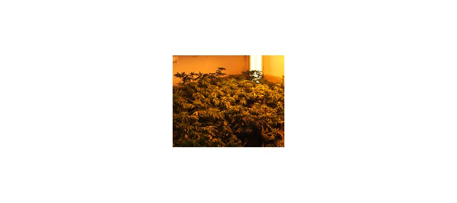 Image:Comment le cannabis peut sauver et soigner la planète