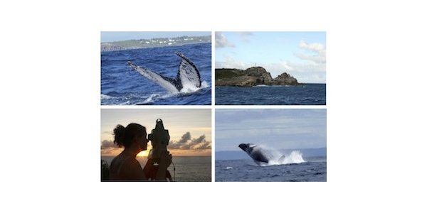 Image:Conférence scientifique : Les baleines à bosse depuis la Pointe-des-Châteaux