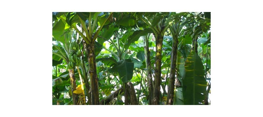 Image:Pétition contre la reprise de l'épandage aérien en Guadeloupe