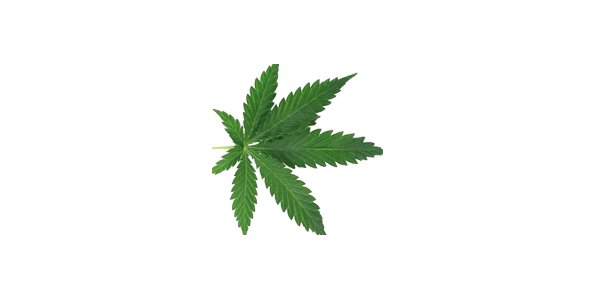 Image:Caricom : une commission régionale sur le cannabis