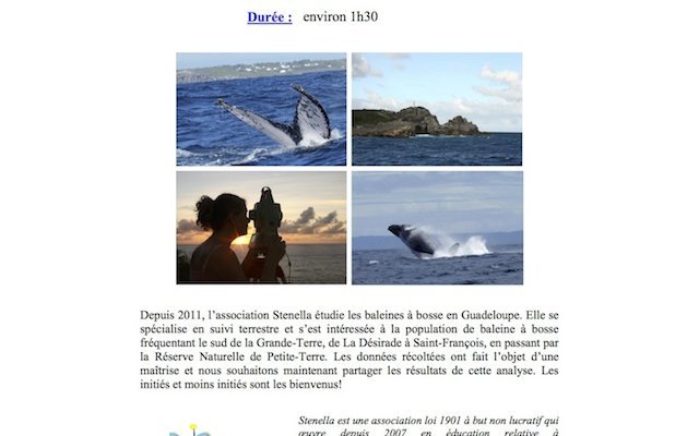 Conférence scientifique : Les baleines à bosse depuis la Pointe-des-Châteaux