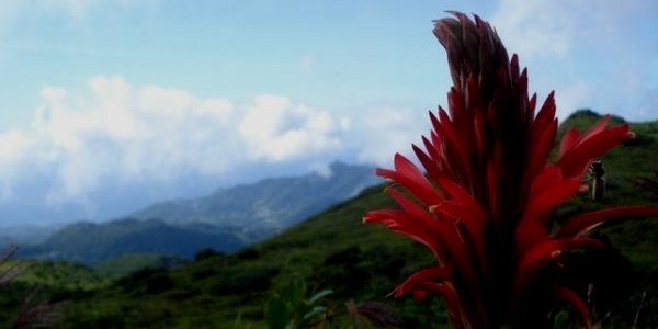 Image:La Soufrière (la flore)