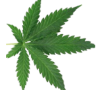 Caricom : une commission régionale sur le cannabis